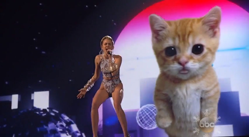 Miley Cyrus cat