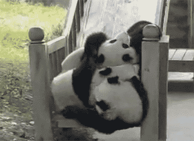 14 Panda