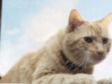 CAPTAIN MARVEL Karakter Posterleri Arasında Parlayan İsim: GOOSE Kimdir?